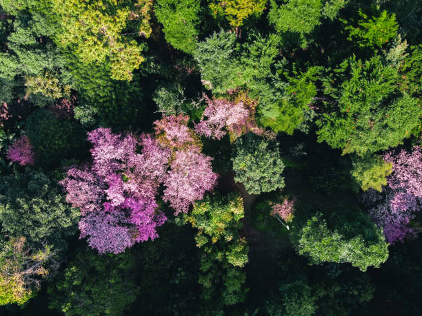 istock Spring forest,Pink blossom trees and green forest From above in the forest 1297241907