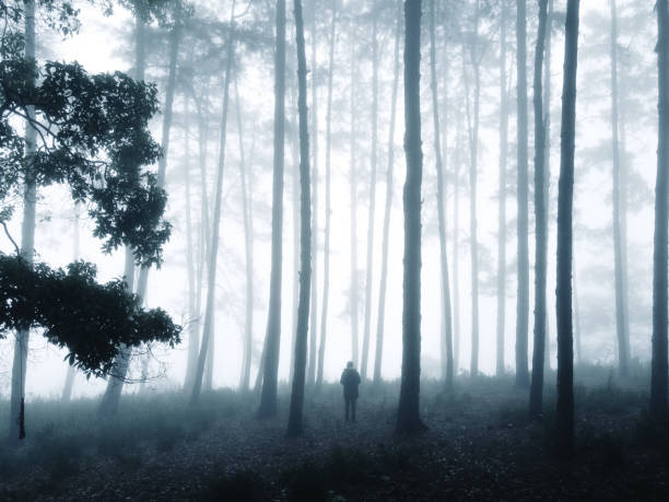 istock Fog in the forest in winter 1297241916