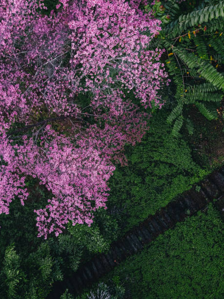 istock Spring forest,Pink blossom trees and green forest From above in the forest 1297241937