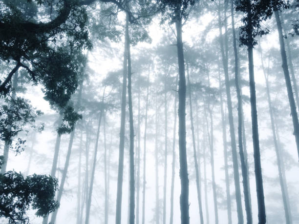 istock Fog in the forest in winter 1297241942