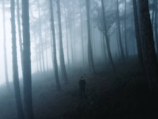 istock Fog in the forest in winter 1297241951