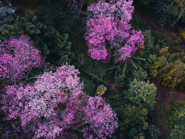 istock Spring forest,Pink blossom trees and green forest From above in the forest 1297241976