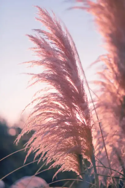 Blurred floral abstract background frosty blue, pink of Cortaderia selloana. Trendy botanical background with fluffy pampas grass.