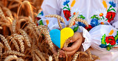 Ein gelbes und blaues Herz und Weizenspieße in den Händen eines Kindes in einem bestickten Hemd (Vyshyvanka). Weizenfeld bei Sonnenuntergang. Tag der Einheit, Unabhängigkeitstag der Ukraine, Sticktag