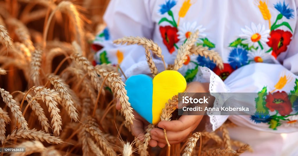 A yellow and blue heart and spikelets of wheat in the hands of a child in an embroidered shirt ( vyshyvanka). Wheat field at sunset.Unity Day, Independence Day of Ukraine, Embroidery Day Ukraine Stock Photo