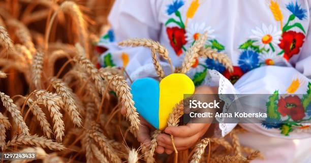 A Yellow And Blue Heart And Spikelets Of Wheat In The Hands Of A Child In An Embroidered Shirt Wheat Field At Sunsetunity Day Independence Day Of Ukraine Embroidery Day Stock Photo - Download Image Now
