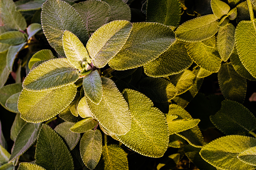 Italian aromatic herbs