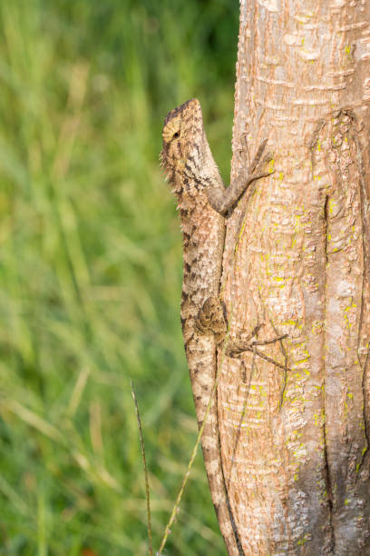 istock Portrait of Lizard on a tree 1297243918