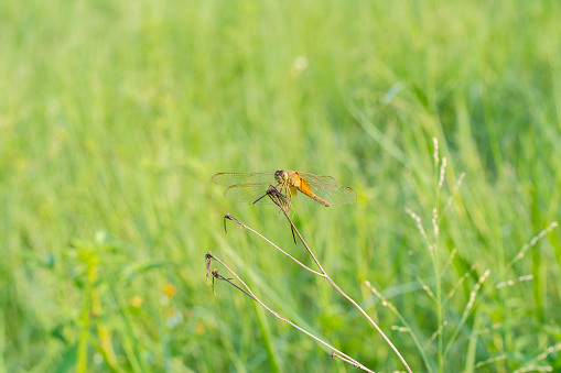 Red dragonfly with background of green leaves