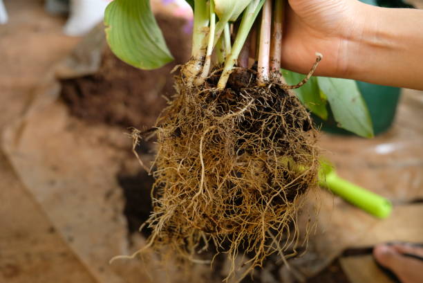 istock Repotting turmeric plant from garden. Turmeric roots. 1297245414