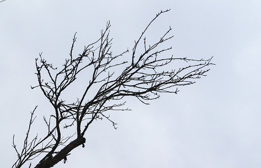 Bare tree branches silhouette over cloudy sky, abstract winter natural photo background