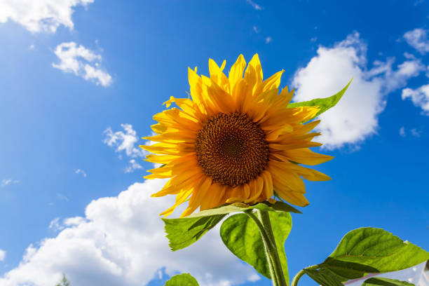 istock Yellow sunflowers against blue sky. Summer background. 1297249605