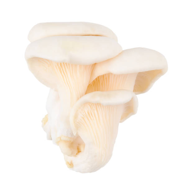 istock close up Oyster mushrooms on a white background 1297252432