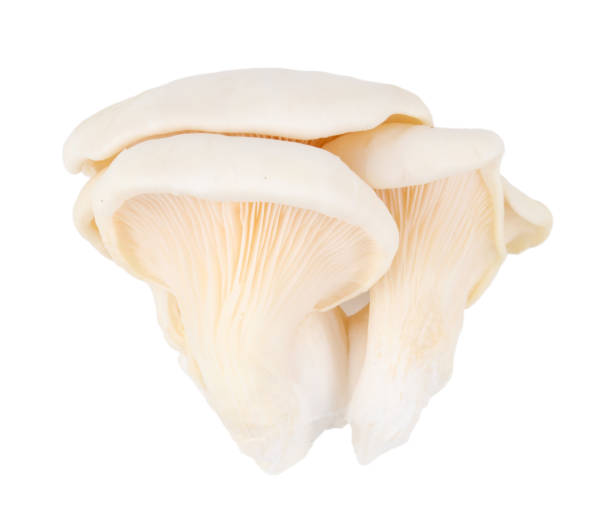 istock raw oyster mushroom on white background 1297252437