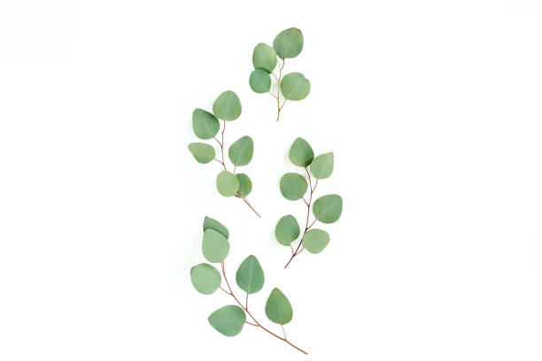 istock Green leaves eucalyptus isolated on white background 1297252458