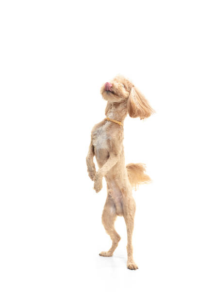 Stack. Funny cute dog or pet standing isolated on white studio background. Concept of action, motion, movement, pets love, animal life, cute puppies. Looks happy, delighted, funny. Copy space for ad.