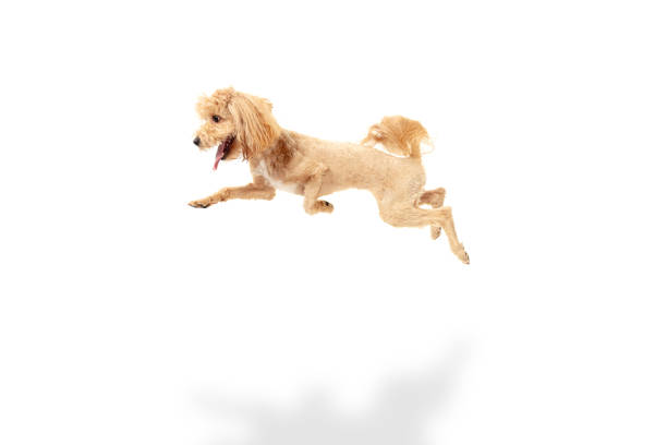 Flying. Funny dog or pet playing isolated on white studio background. Concept of action, motion, movement, pets love, animal life, cute puppies. Looks happy, delighted, funny. Copy space for ad.