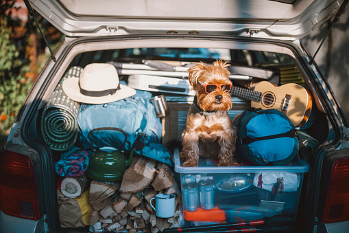 Rear of vehicle loaded with backpacks and camping equipment and a cute little terrier dog wearing sunglasses ready for a vacation