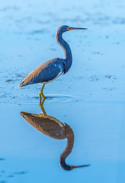 uma garça tricolor nadando na água - tricolored heron - fotografias e filmes do acervo