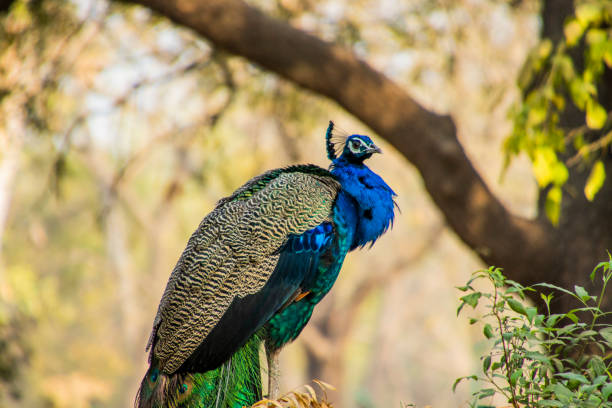 istock Male peacock sitting 1297255569