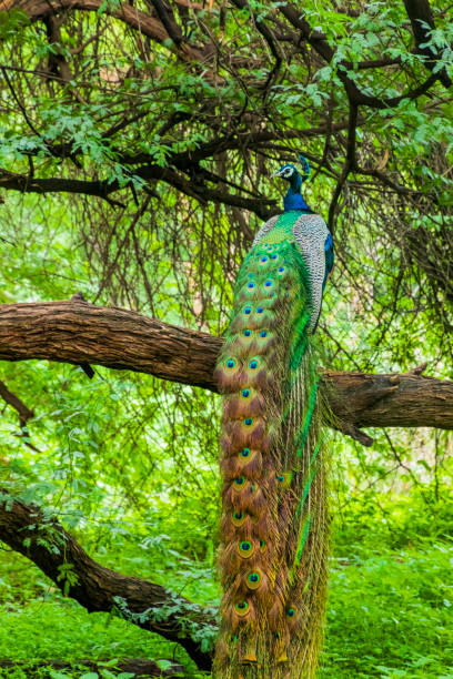 istock Male peacock sitting 1297255600
