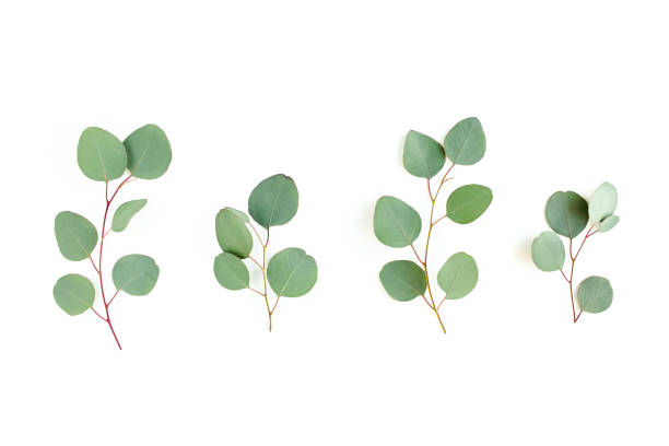 istock Green leaves eucalyptus isolated on white background 1297255619