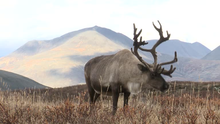 Reindeer on the background of autumn hills