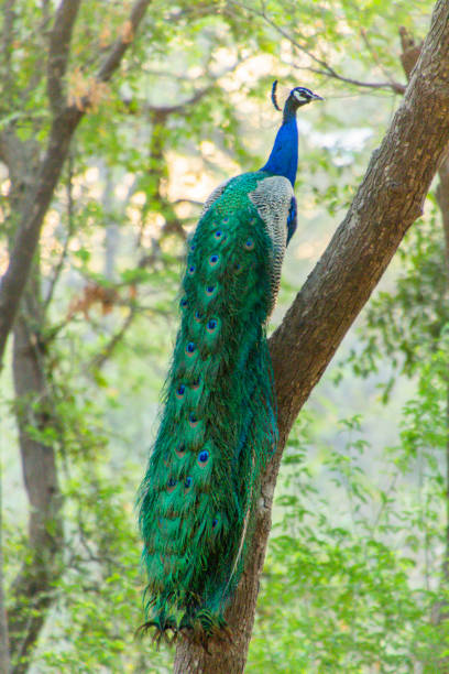 мужской павлин сидит - close up peacock animal head bird стоковые фото и изображения