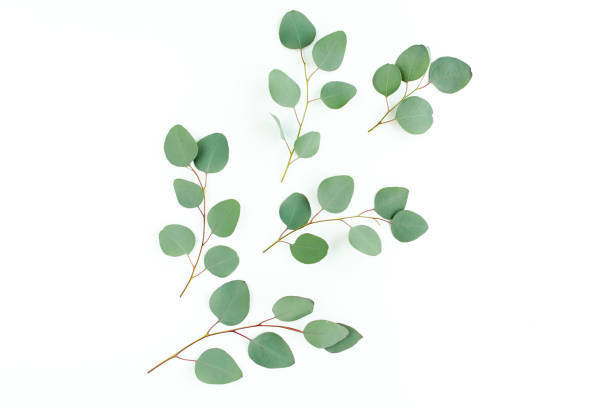 istock Green leaves eucalyptus isolated on white background 1297255754