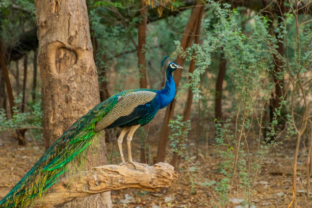 istock Male peacock sitting 1297255868