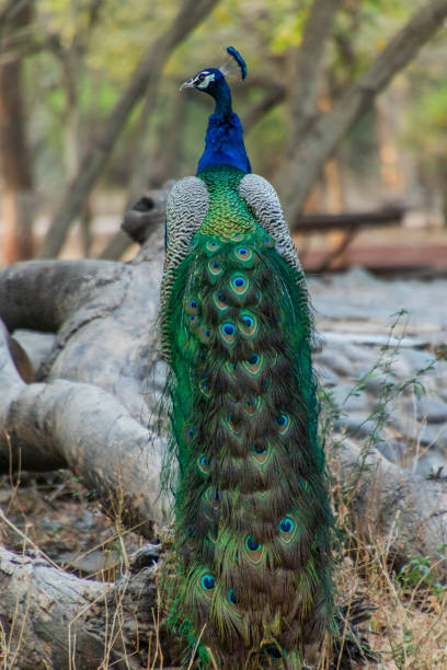 istock Male peacock sitting 1297255962