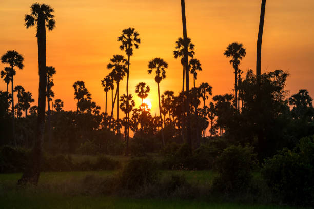 istock Silhouette sugar palm tree farm at sunset 1297256722