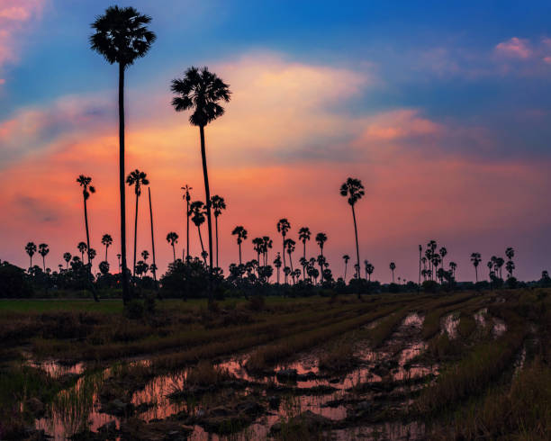 istock Panoramic sugar palm farm at dusk in twilight sky 1297256759