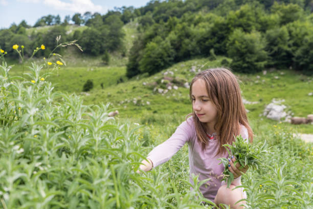 istock Girl in Summer on Mountain Meadow Picking Wild Mint 1297257376