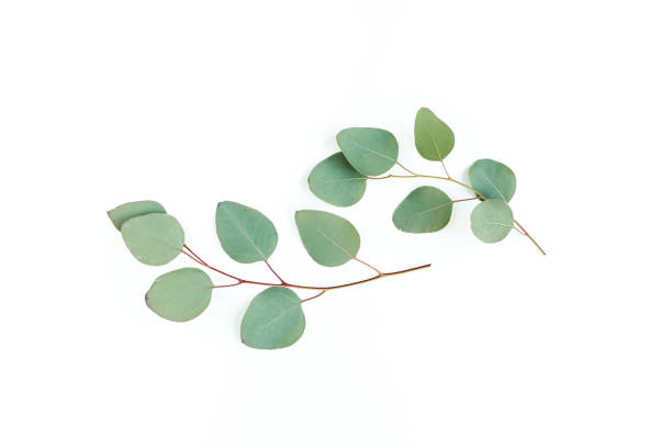 istock Green leaves eucalyptus isolated on white background 1297258603