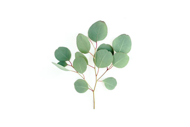 istock Green leaves eucalyptus isolated on white background 1297258664
