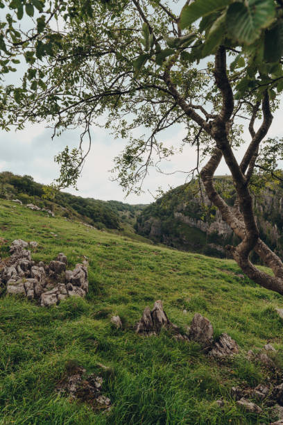 Scenic view from the top of Cheddar Gorge, Somerset, England, framed by a tree. Scenic view from the top of Cheddar Gorge near the village of Cheddar, Somerset, England, framed by a tree. cheddar gorge stock pictures, royalty-free photos & images