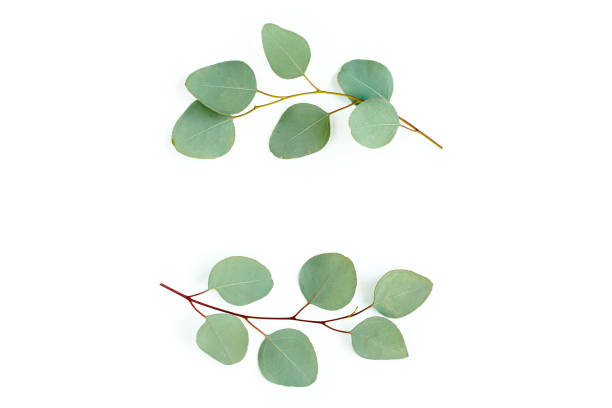 istock Wreath frame made of branches eucalyptus and leaves isolated on white background. lay flat, top view 1297261869