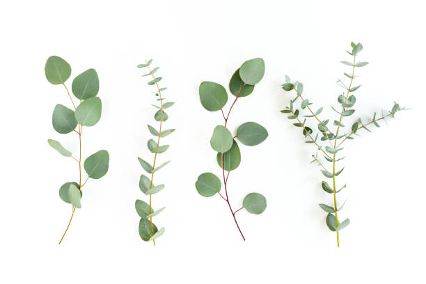 istock Green leaves eucalyptus isolated on white background 1297262094