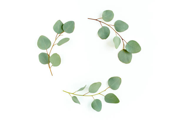 istock Wreath frame made of branches eucalyptus and leaves isolated on white background. lay flat, top view 1297262218