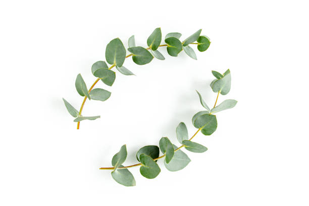 istock Wreath frame made of branches eucalyptus and leaves isolated on white background. lay flat, top view 1297262530