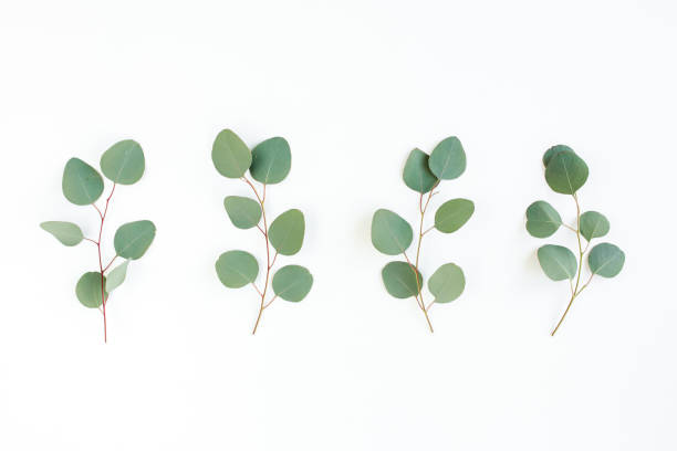 istock Green leaves eucalyptus isolated on white background 1297263266