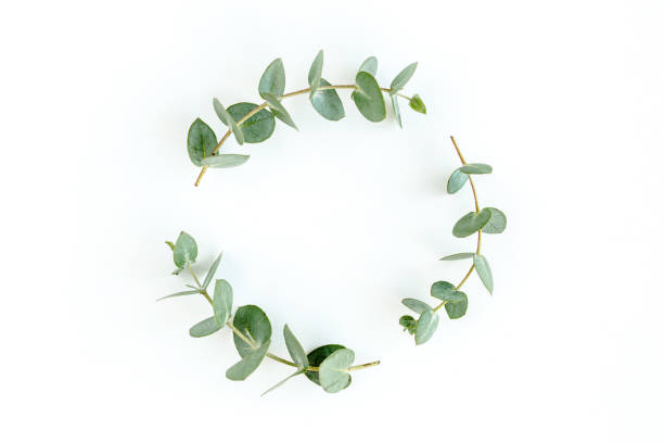 istock Wreath frame made of branches eucalyptus and leaves isolated on white background. lay flat, top view 1297263336