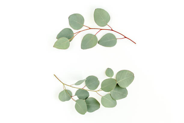 istock Wreath frame made of branches eucalyptus and leaves isolated on white background. lay flat, top view 1297263373