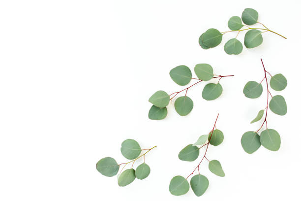istock Green leaves eucalyptus isolated on white background 1297263421