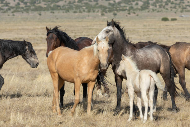 istock Wild Horses in the Utah Desert 1297263971