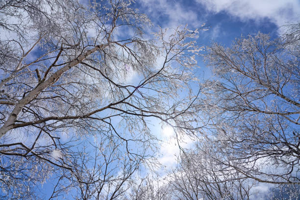 snow covered trees in the mountains