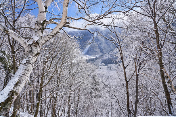 snow covered trees in the mountains