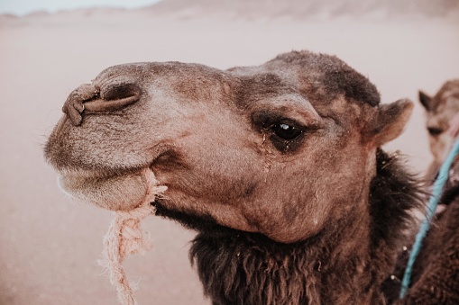 Close-up of camel in the Sahara