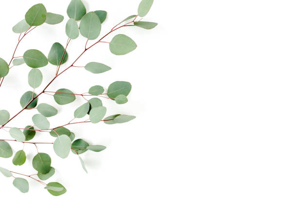 istock Green leaves eucalyptus isolated on white background 1297266559